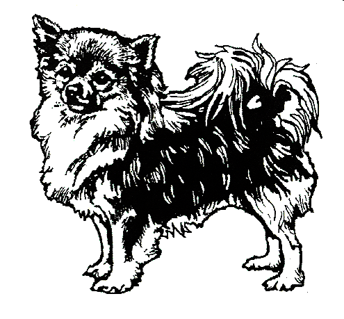 495x459 Chihuahua Page