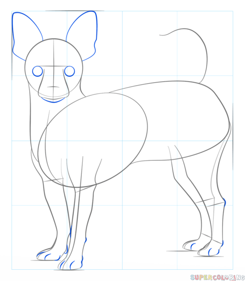 503x575 How To Draw A Chihuahua Step By Step Drawing Tutorials