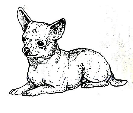 441x377 Chihuahua In A Coat