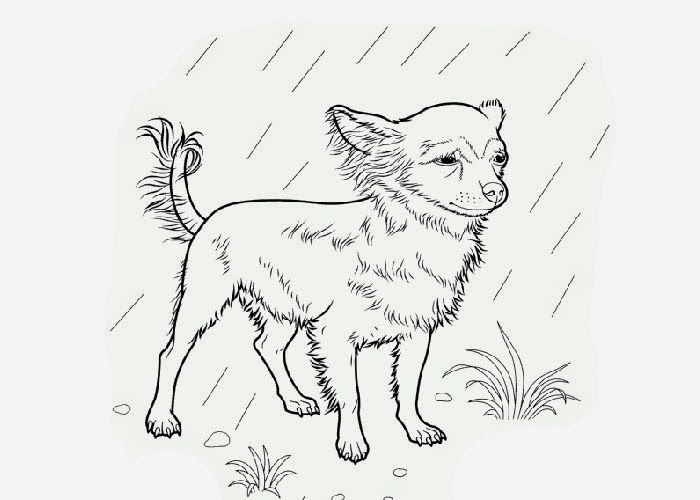 700x500 Chihuahua Coloring Pages