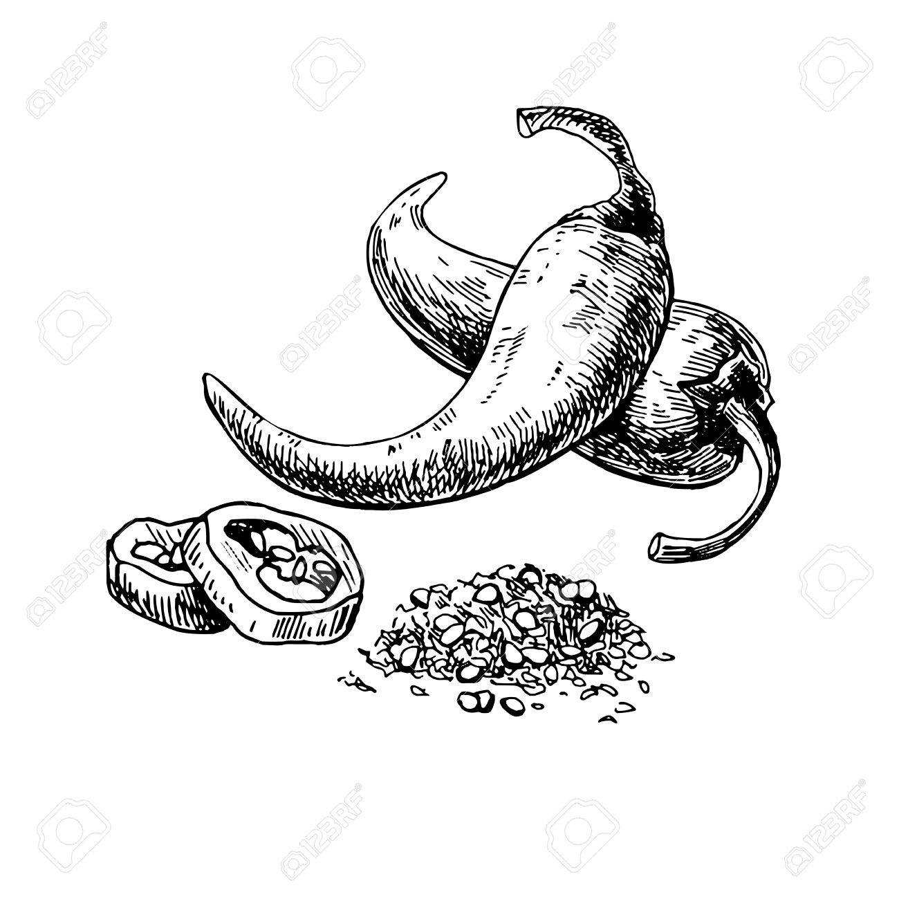1300x1300 Chili Pepper Hand Drawn Vector Illustration. Vegetable Engraved