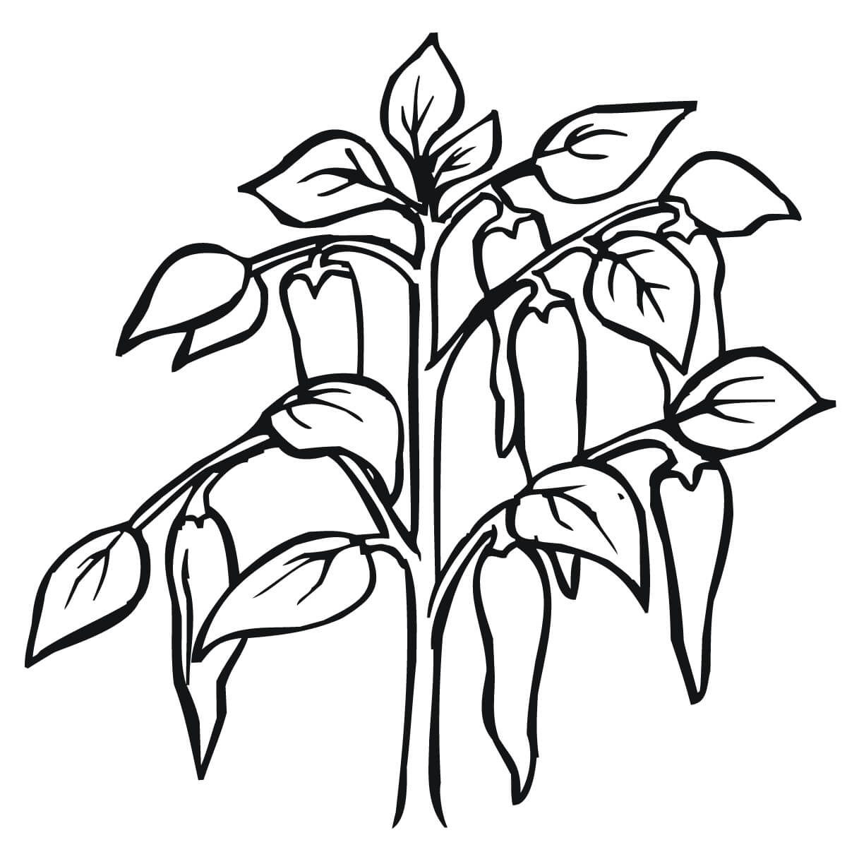 1200x1200 Free Chili Pepper Plant To Color Printable In Tiny Draw Photo
