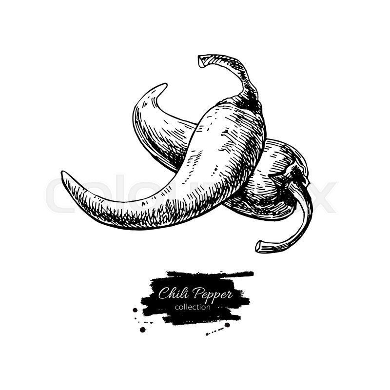 800x800 Chili Pepper Hand Drawn Vector Illustration. Vegetable Engraved