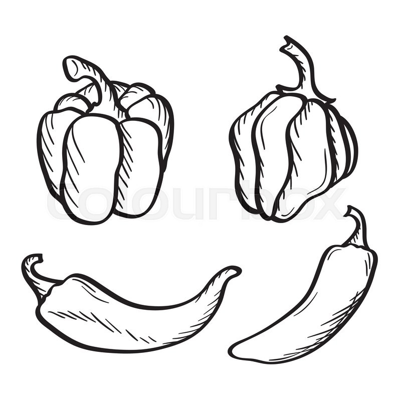 800x800 Artistic Hand Drawn Sketches Of Hot Chili, Habanero And Jalapeno