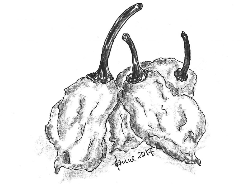 1024x774 Chili Habanero Og Trinidad 1 Chilikon.dk Amp Alverdenschili