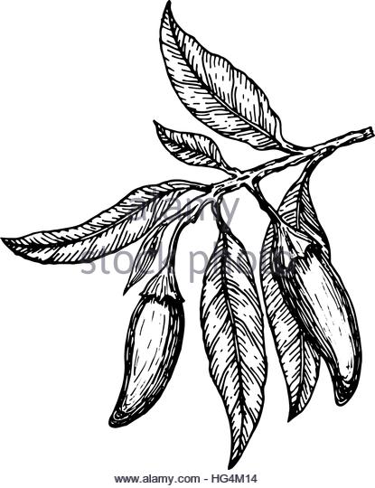 415x540 Chili Pepper Drawing Black And White Stock Photos Amp Images