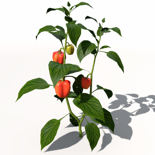 500x500 3d Model Chili Pepper Cgtrader