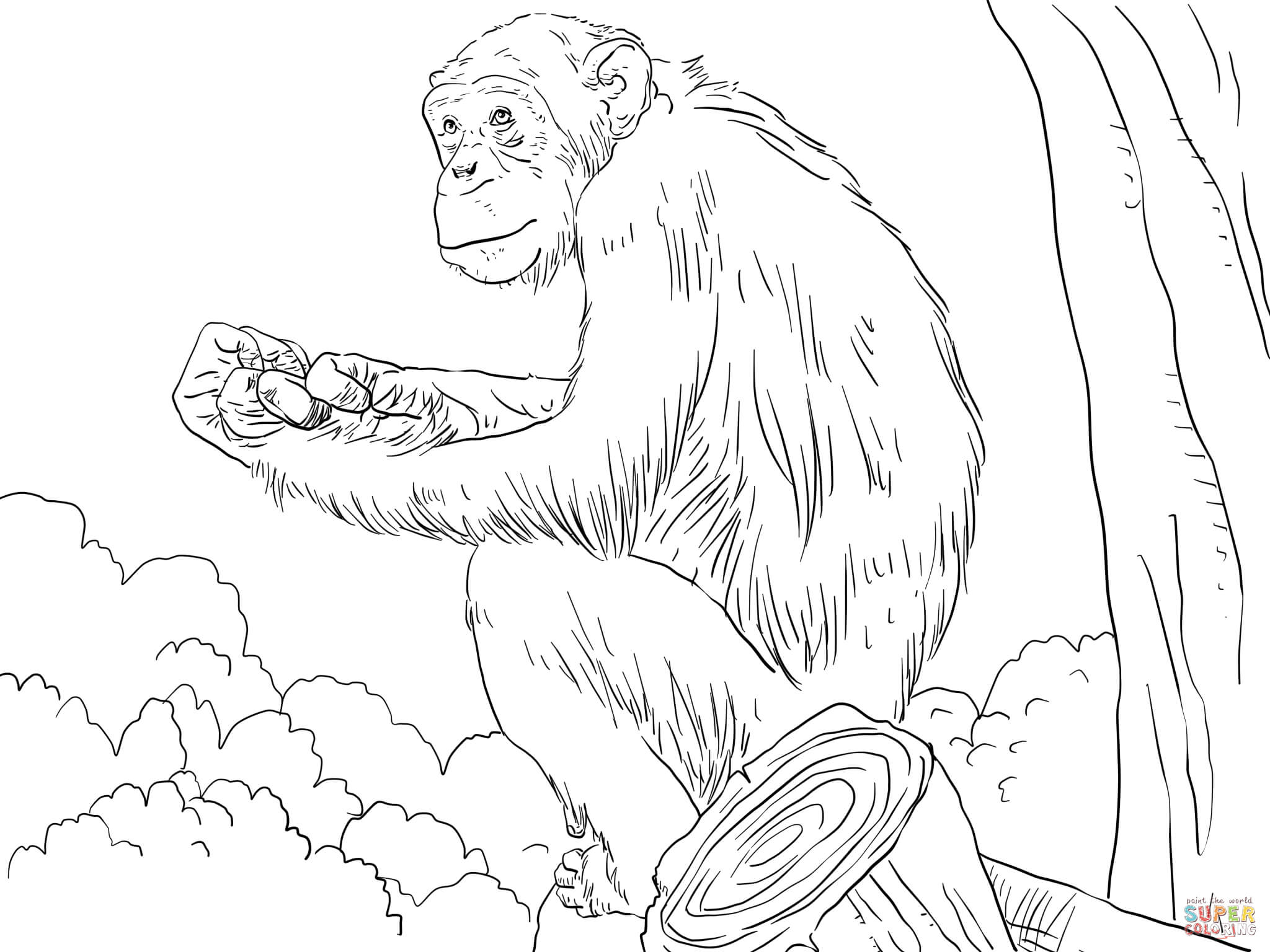 2048x1536 Chimpanzee Coloring Page In Tiny Draw Print Cute Chimp