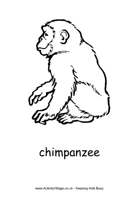 460x655 Chimpanzee Coloring Page