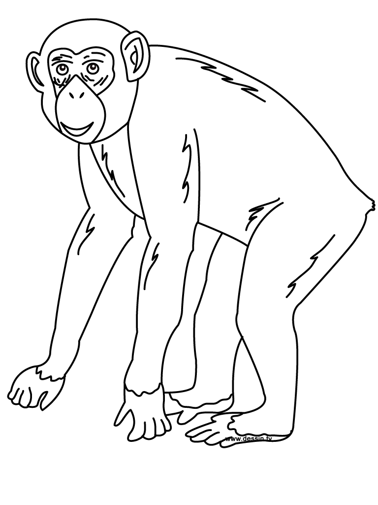 768x1024 Chimpanzee Coloring Pages