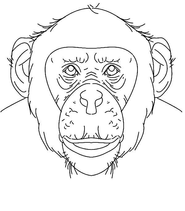 600x686 Chimpanzee Face Coloring Page Coloring Sun