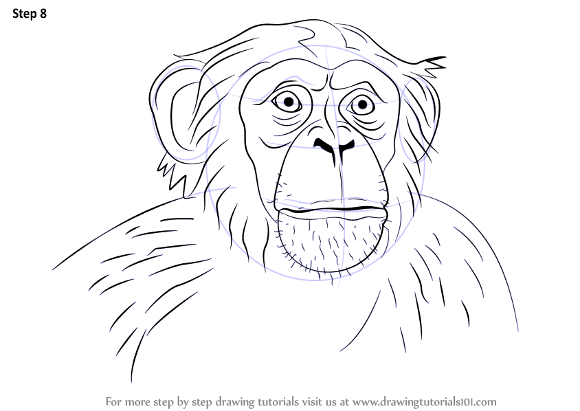 844x598 Learn How To Draw Chimpanzee Face (Other Animals) Step By Step