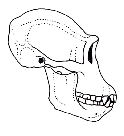 526x580 Side View Of A Chimpanzee Skull