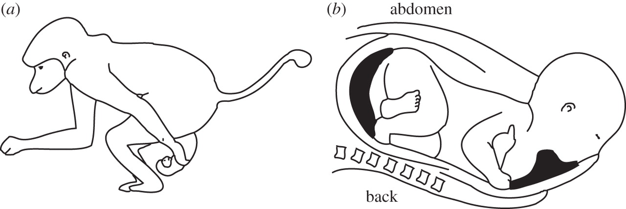 1280x429 Chimpanzee Birth Mechanism Biology Letters