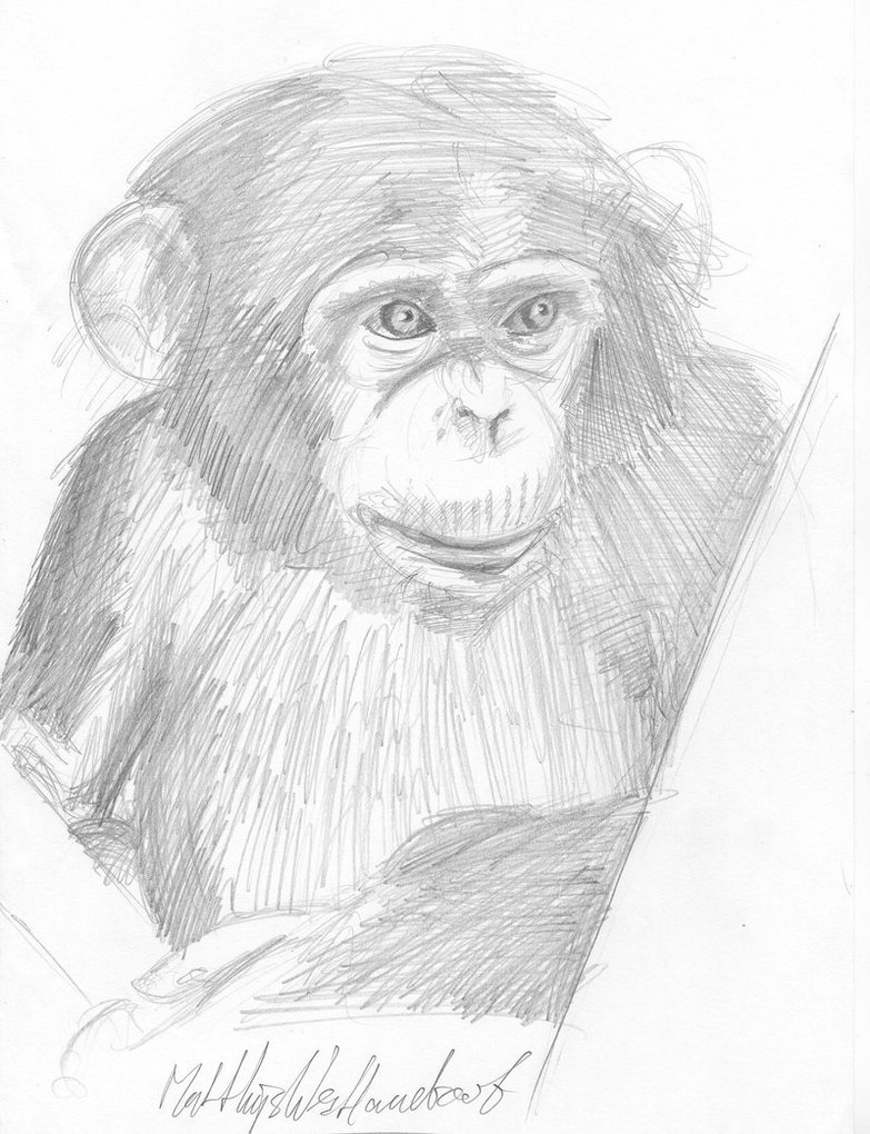 783x1020 Chimpanzee By Notsousual