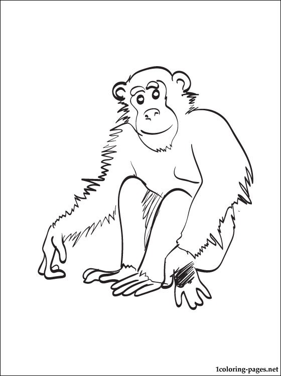560x750 Chimpanzee Coloring Page Coloring Pages