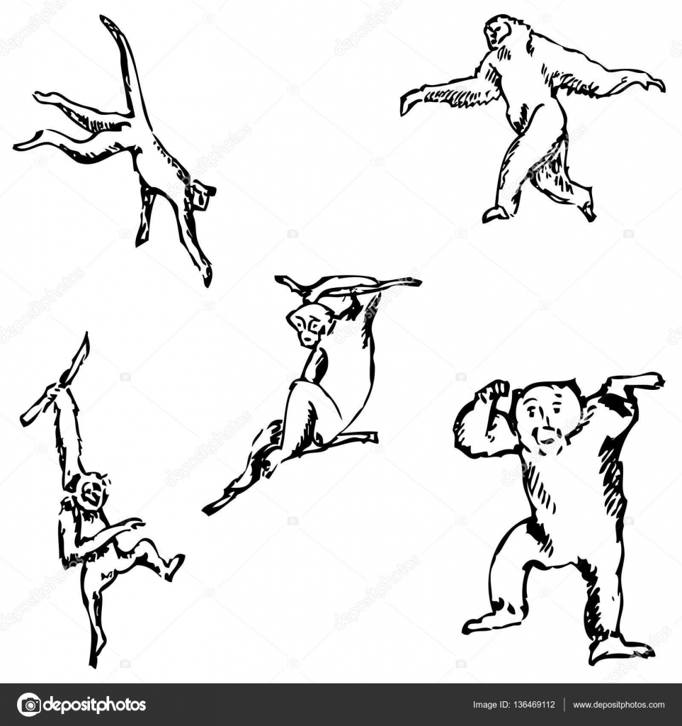 963x1024 Chimpanzee Drawing Vector Stock Vector Cundrawan703