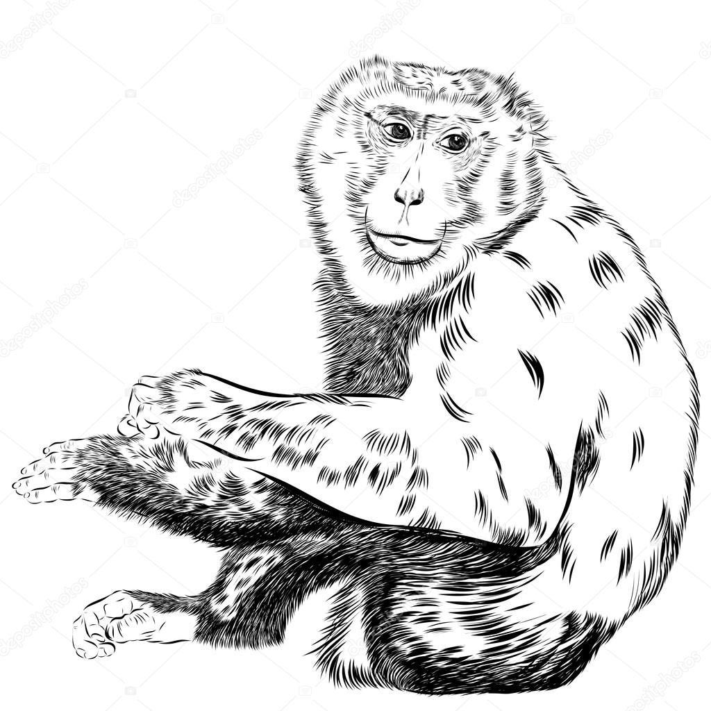 1024x1024 Chimpanzee Drawing Vector. Animal Artistic, Use For Your Design
