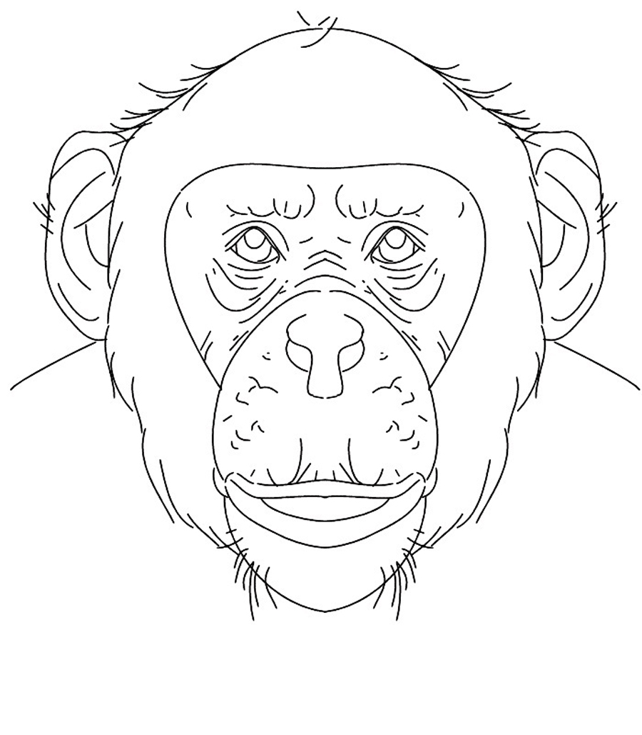 900x1029 Download Chimpanzee Animal Coloring Pages