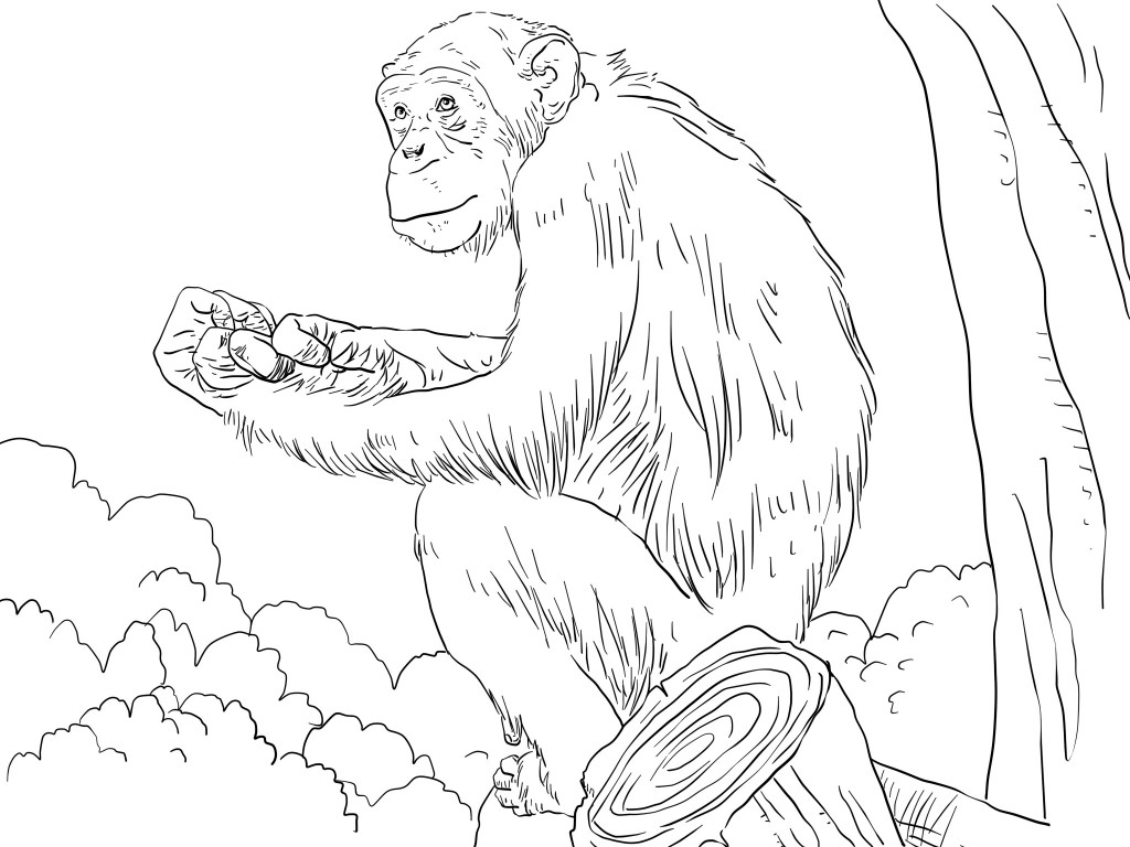 1024x768 Free Printable Chimpanzee Coloring Pages Animal Coloring Pages