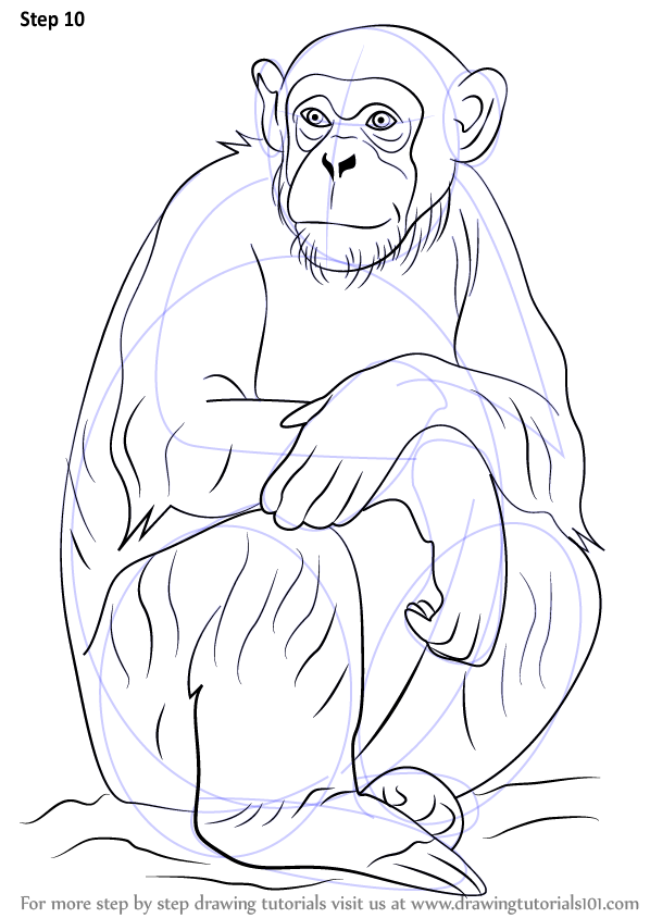 598x844 Learn How To Draw A Chimpanzee (Other Animals) Step By Step