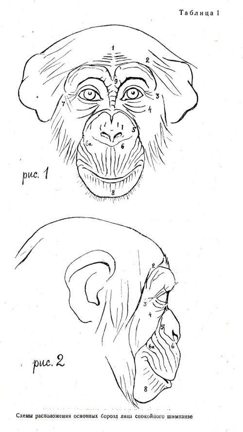 500x887 Chimp Frontside Facial View Resources