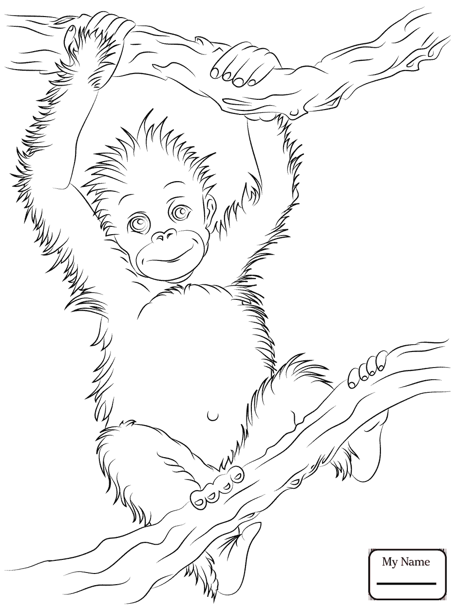 934x1253 Coloring Pages For Kids Mammals Chimpanzee Cartoon Apes