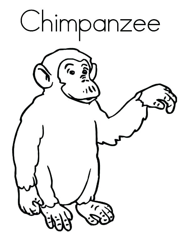 600x776 Chimpanzee Coloring Book Printable In Beatiful Draw Print Pages C