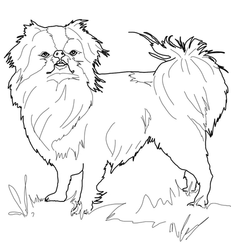 456x480 Japanese Chin Coloring Page Free Printable Coloring Pages