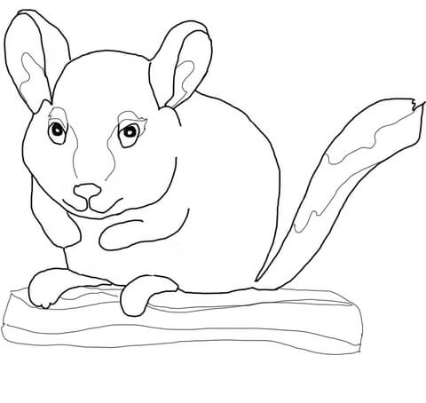 480x454 Chinchilla Sits On Branch Coloring Page Free Printable Coloring