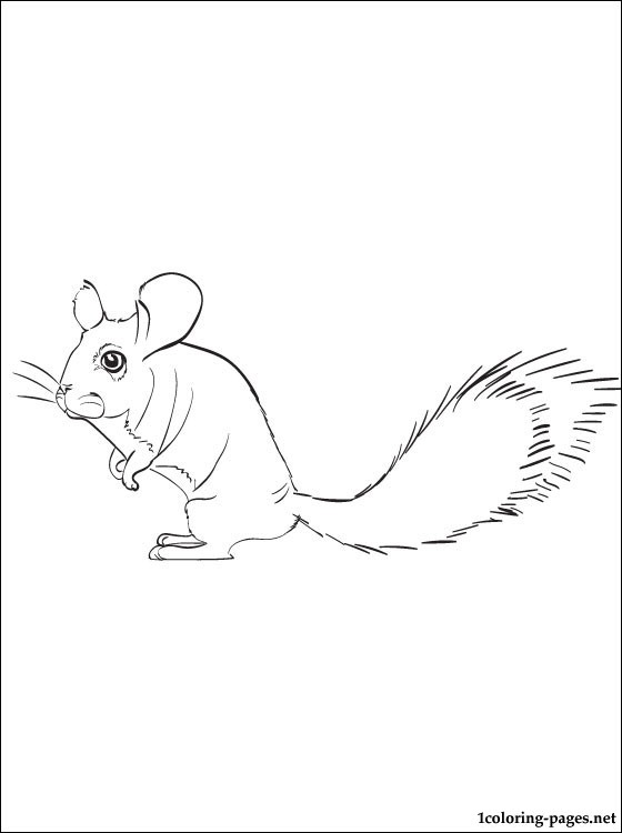 560x750 Chinchilla Coloring Book Stories Coloring Pages