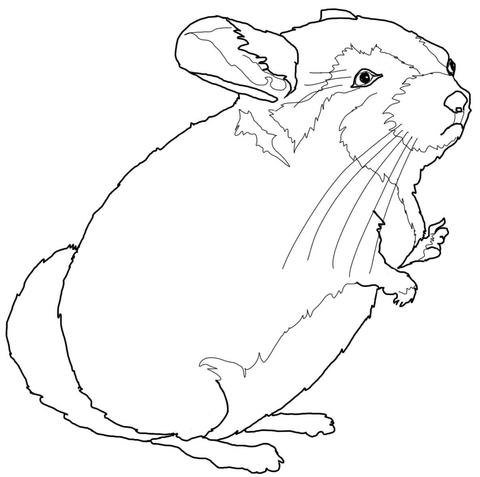 480x477 Chinchilla Coloring Page Free Printable Coloring Pages