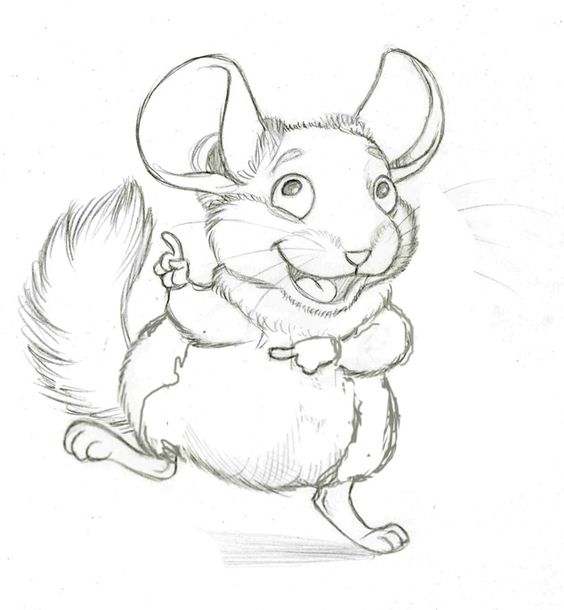 564x610 Cute Chinchilla Drawing. Small, Furry Thing.