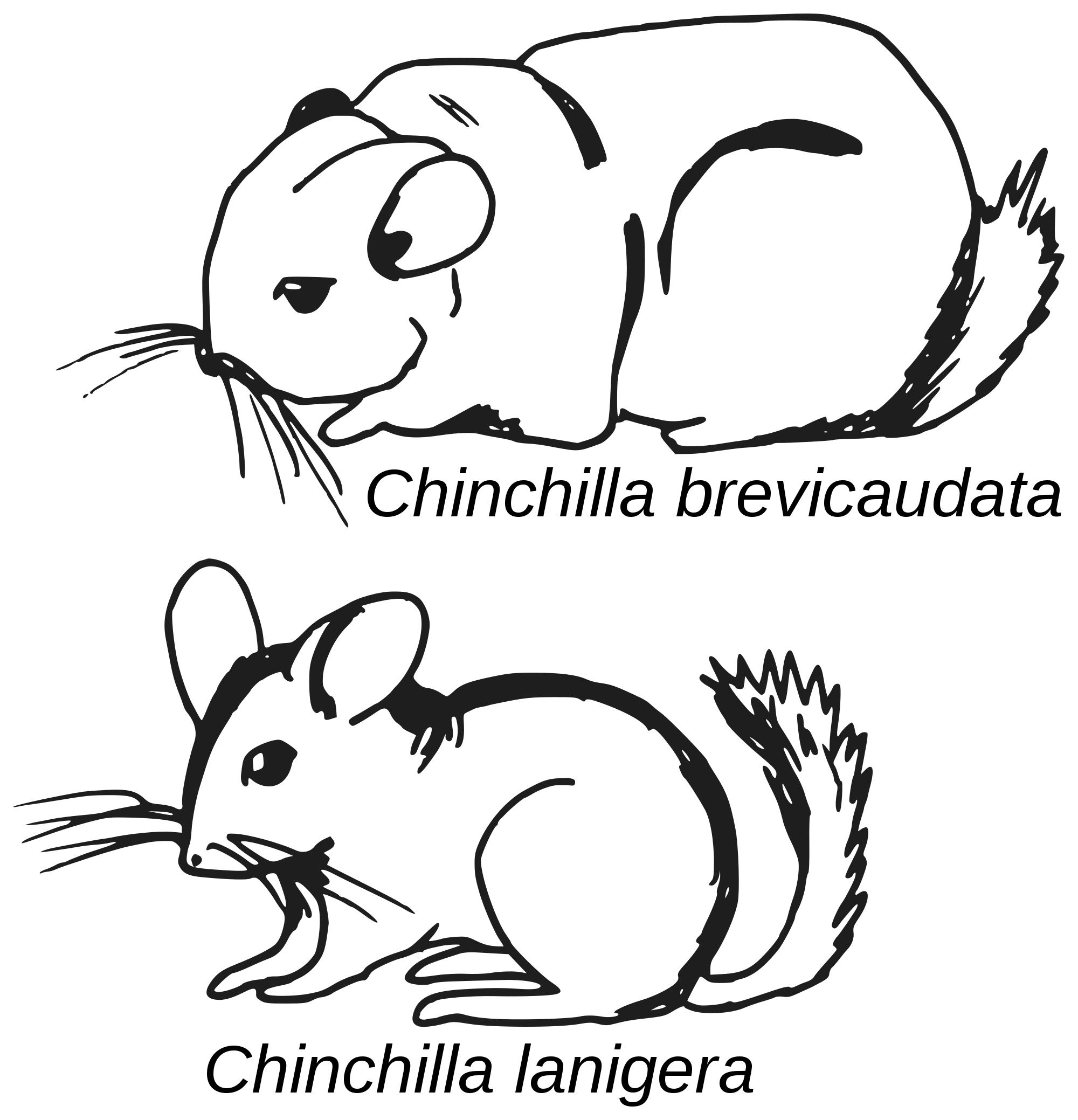 2000x2078 Filechinchilla