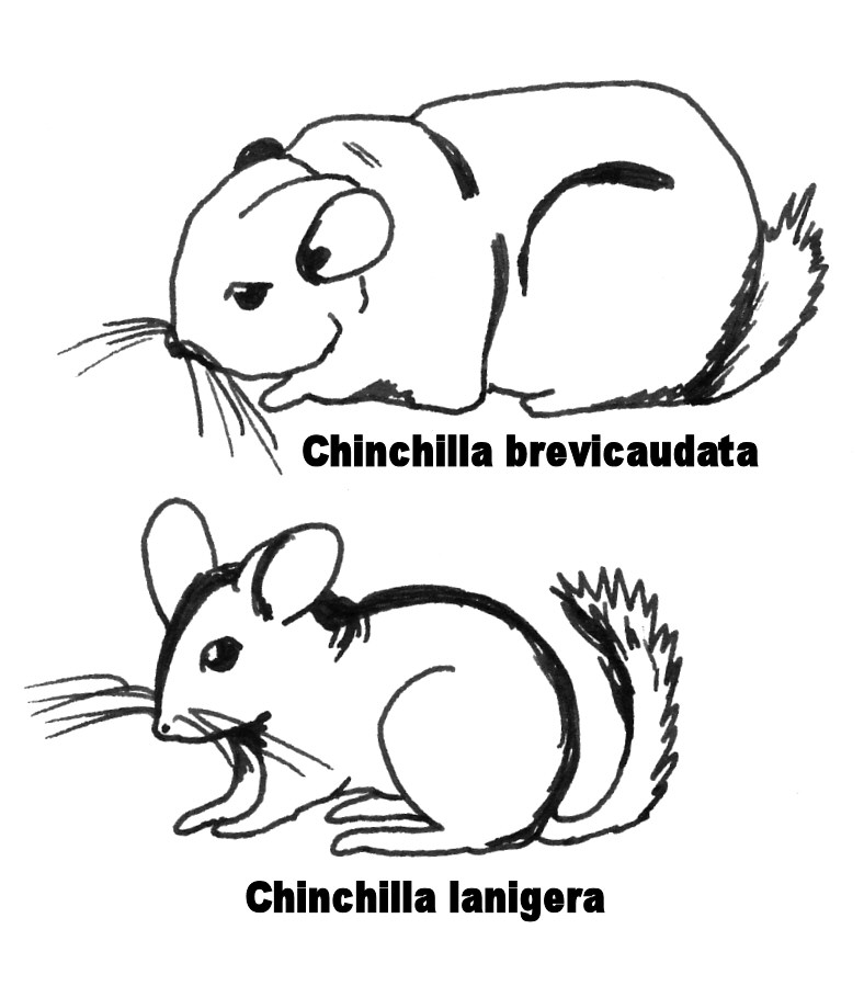 788x899 Filechinchillas Croquis Comparatif.jpg