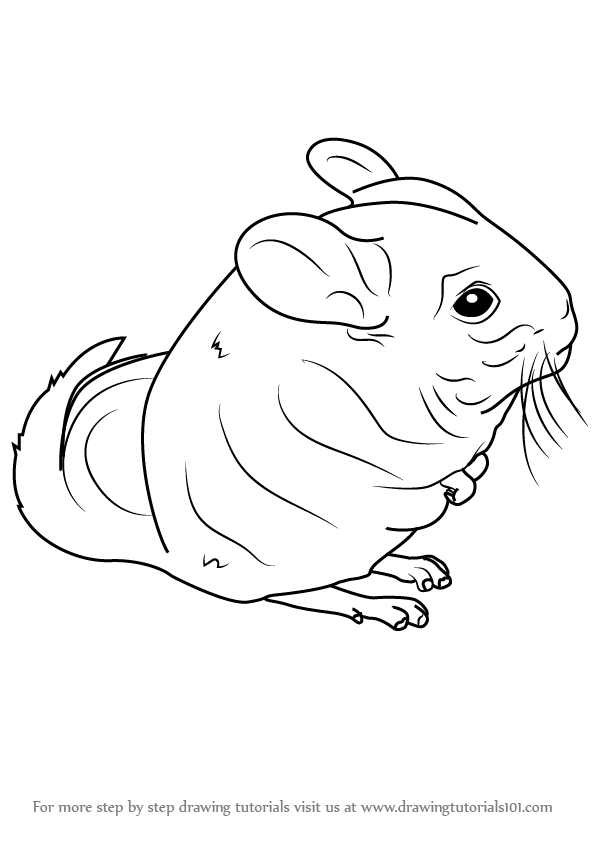 596x843 Learn How To Draw A Long Tailed Chinchilla (Rodents) Step By Step