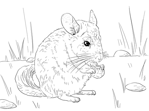 480x360 Long Tailed Chinchilla Drawing Chinchillin'