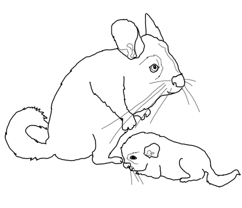 480x413 Mother And Baby Chinchilla Coloring Page Free Printable Coloring