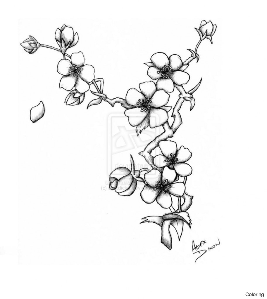 Chinese Cherry Blossom Drawing at GetDrawings | Free download