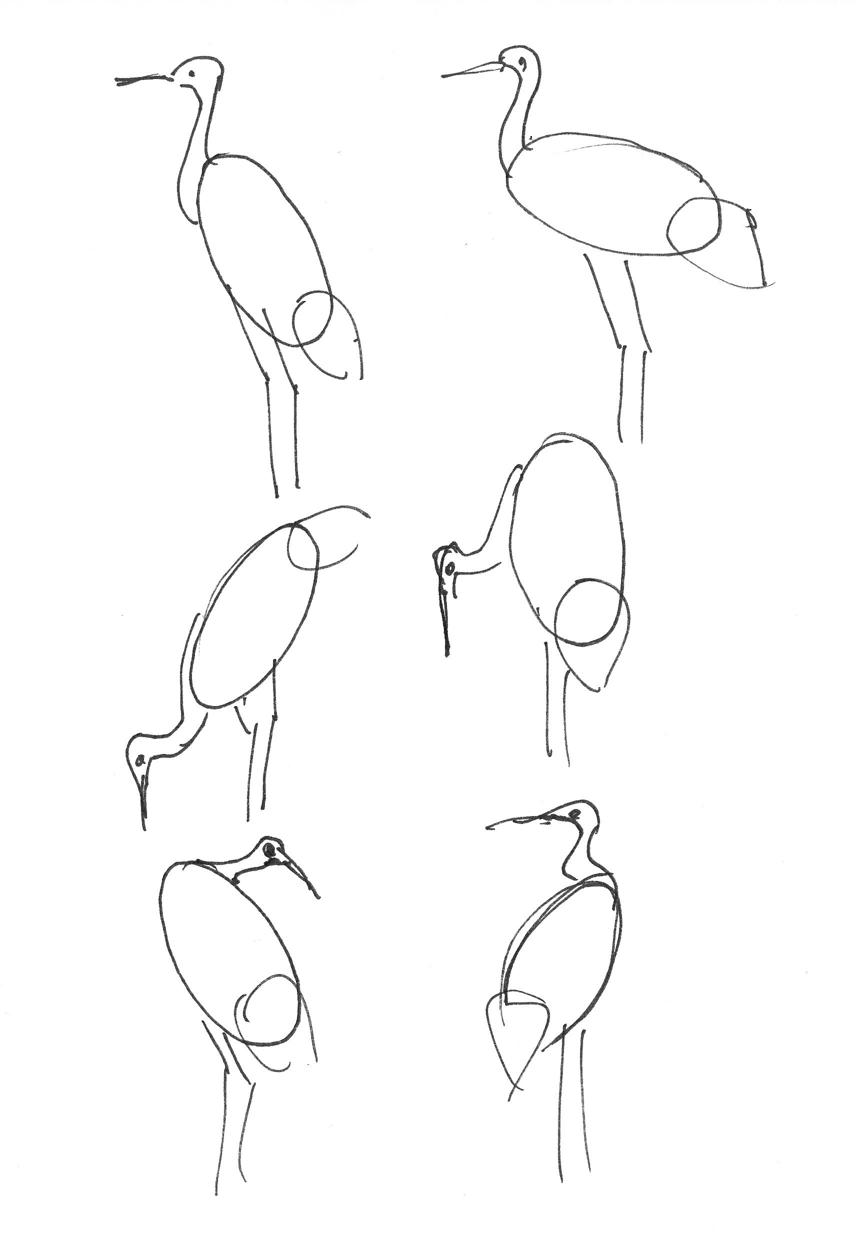 1712x2480 On The Trail Of The Red Crowned Crane Big Bird And Mother Goose