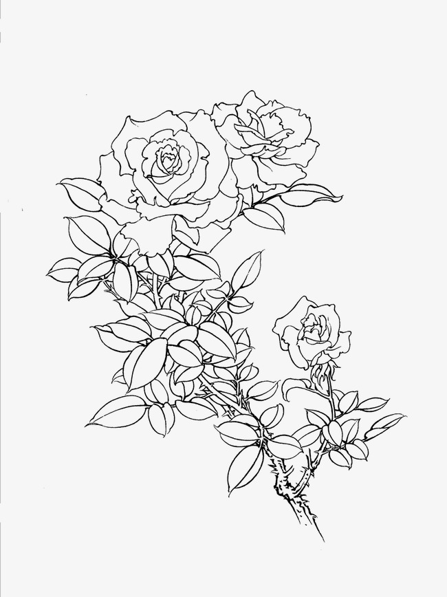 650x868 Chinese Rose, Flower Artwork, Line Drawing Png Image For Free Download