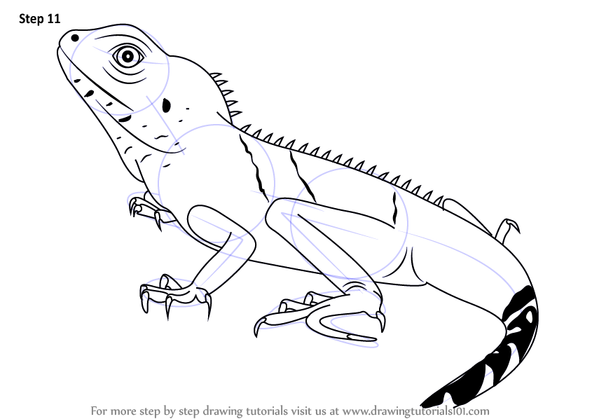 845x598 Learn How To Draw A Chinese Water Dragon (Reptiles) Step By Step