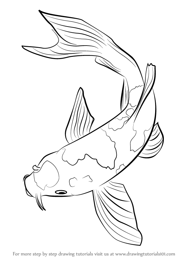 596x842 Learn How To Draw A Koi Fish (Fishes) Step By Step Drawing Tutorials