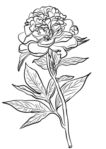 343x480 Chinese Peony Coloring Page Free Printable Coloring Pages