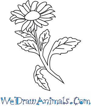 300x350 How To Draw An Aster Flower