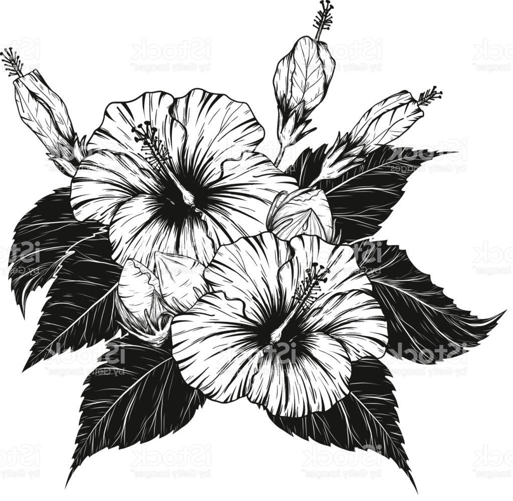 1024x1001 Top Hibiscus Flower Vector By Hand Drawing Pictures