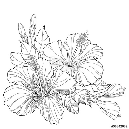 500x500 Bouquet With Ornate Chinese Hibiscus Or Hibiscus Rosa Sinensis