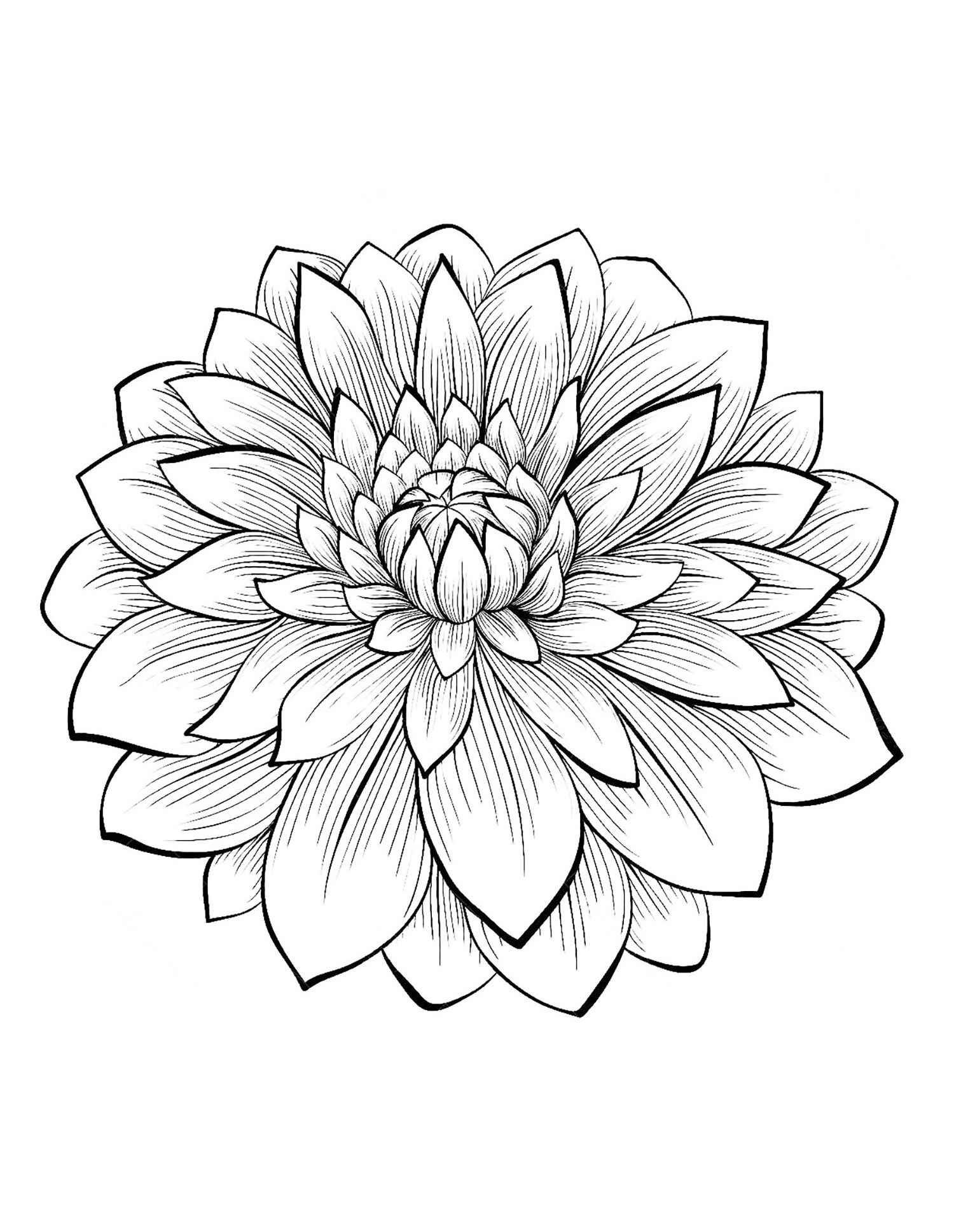 1500x1937 Dahlia Flower Flowers Coloring Pages For Kids To Print Amp Color