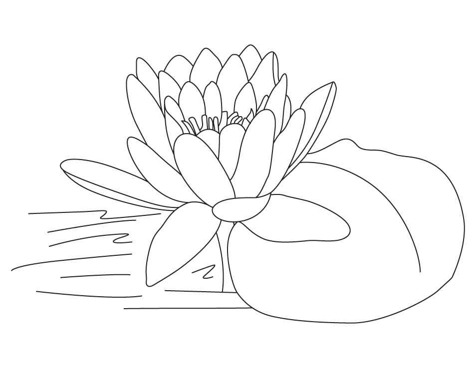 954x738 Lotus Flower Coloring Pages