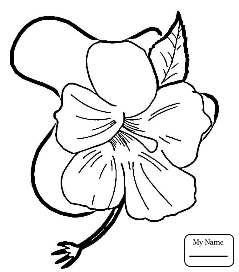 765x869 Coloring Pages Flowers Chinese Hibiscus Hibiscus